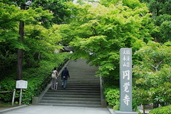 150529円覚寺新緑1
