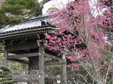 050320長谷寺寒緋桜(カンヒザクラ)