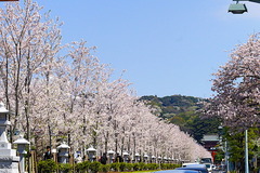 170413段葛サクラ3