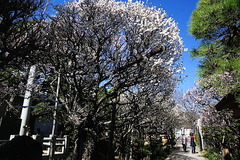 150311宝戒寺ウメ2