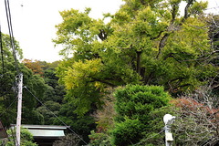 161128荏柄天神社イチョウ