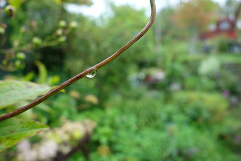 DSC03981