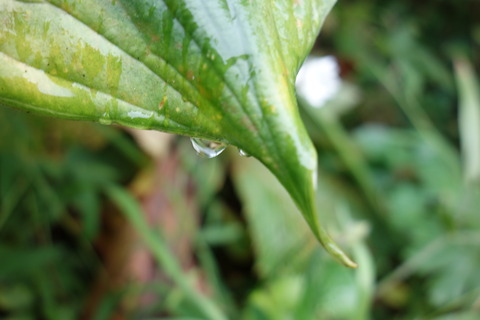 DSC03984
