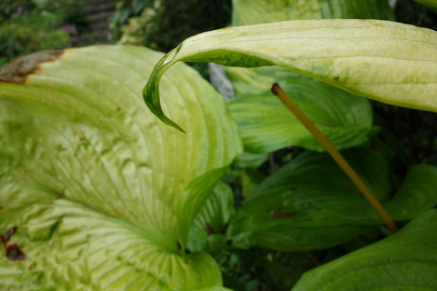 DSC03980