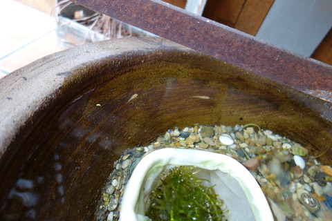 DSC03928