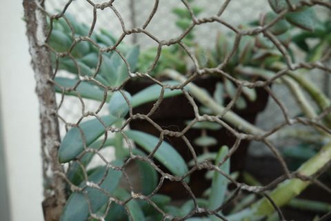 DSC03974