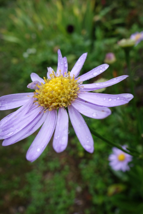 DSC03990