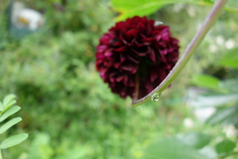 DSC03986