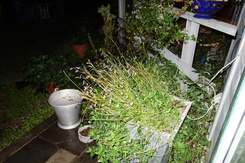 DSC04007