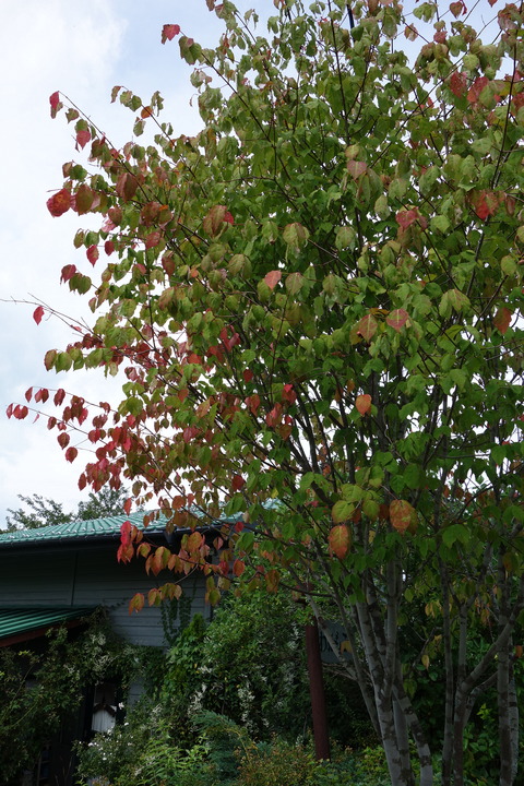 DSC03959