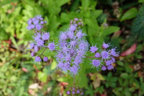 DSC03960