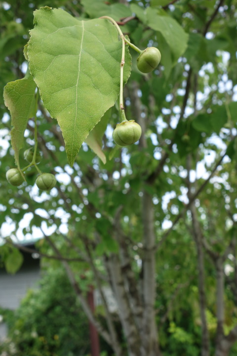 DSC03770