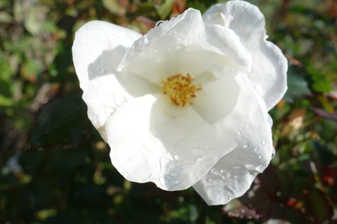 DSC04146