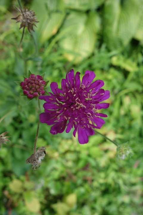 DSC03954