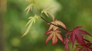 0110kabe_0047_s