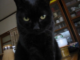 ねこ