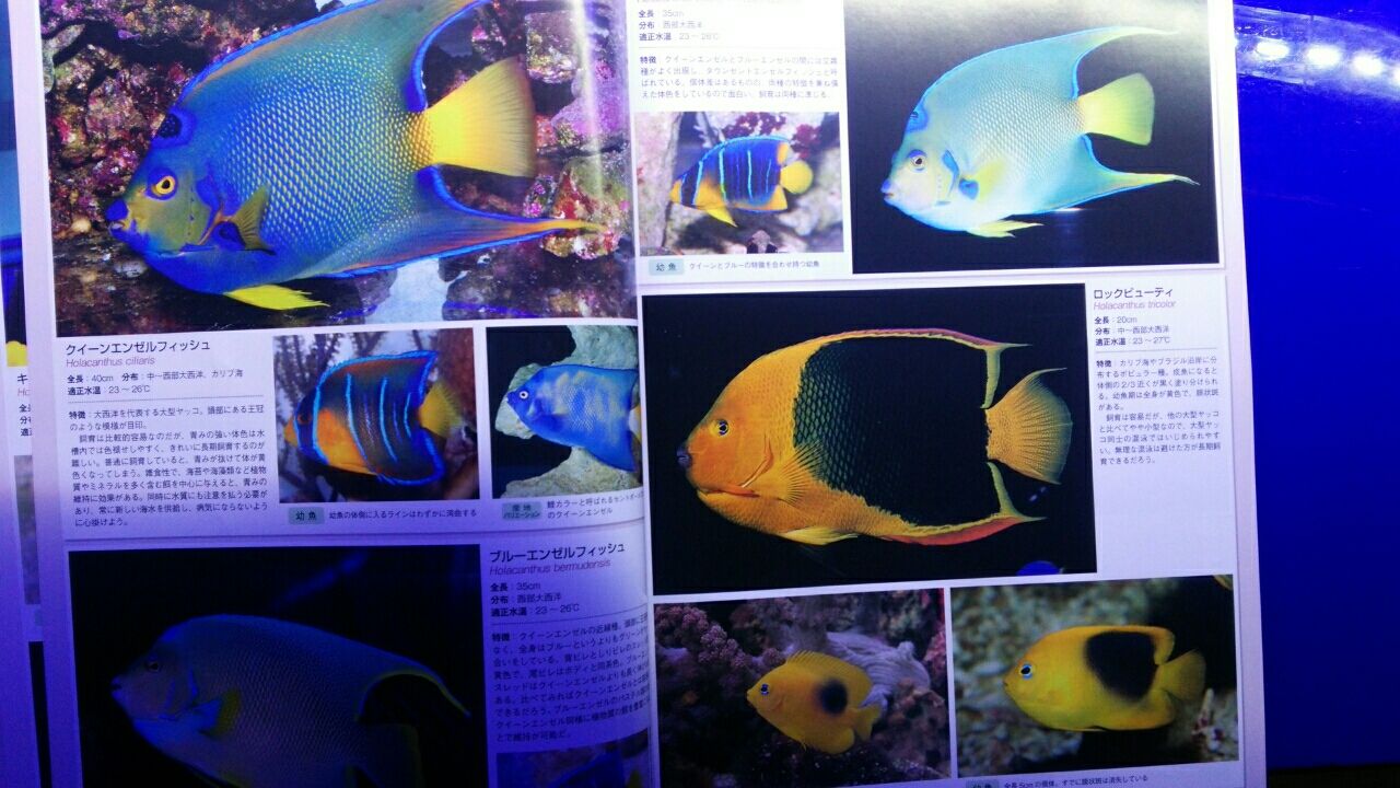 海水魚鑑賞　備品いろいろ（全品購入の方募集） ma103_cover_web-150x150.jpg