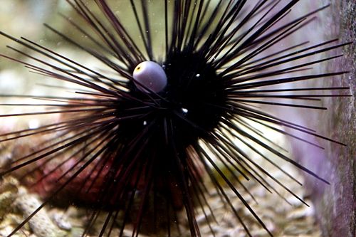 掃除しても またついてしまう もじゃもじゃ苔には ガンガゼ君だよ 苔について 海水魚のパイオニア 日海センター 日海フィッシュコム