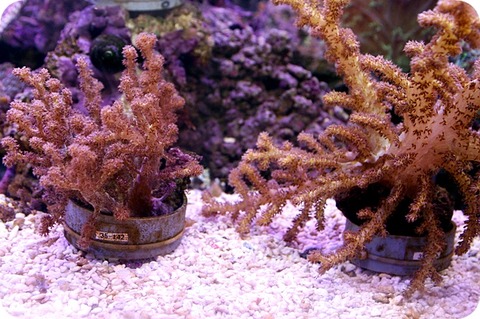 ソフトコーラルの開きが悪いのはなぜ？ | 無脊椎動物の紹介 | 海水魚の 