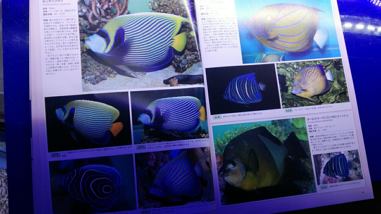 海水魚鑑賞 備品いろいろ（全品購入の方募集） 海水魚鑑賞 備品