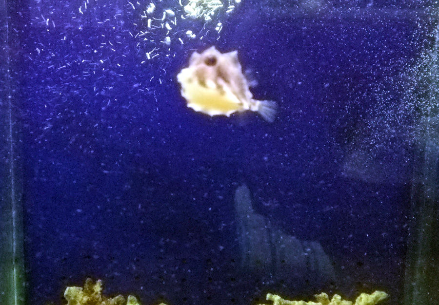 入荷した面白い生き物たちのご紹介だよ。 | お魚、無脊椎のご紹介