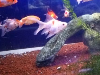 キャプチャ6