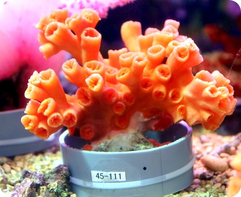 色んなサンゴ 大集合。 ネットにUP中。 | サンゴ紹介 | 海水魚の