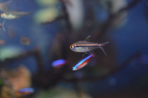 10983323_1001289486548605_6896474830916484853_n