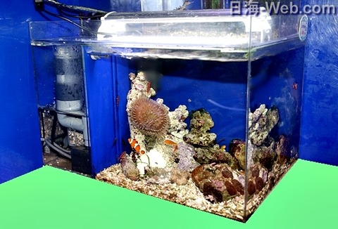 日海センター】アクリル水槽 かんたん槽NK 日海センター】アクリル水槽