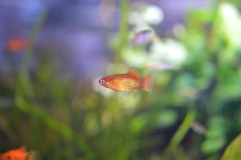 11203095_1001289519881935_5876563435336121521_n