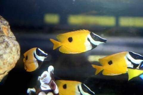 11141035_54655c77bdf84[1]