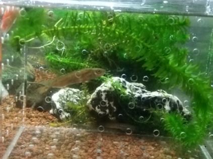 キャプチャt1