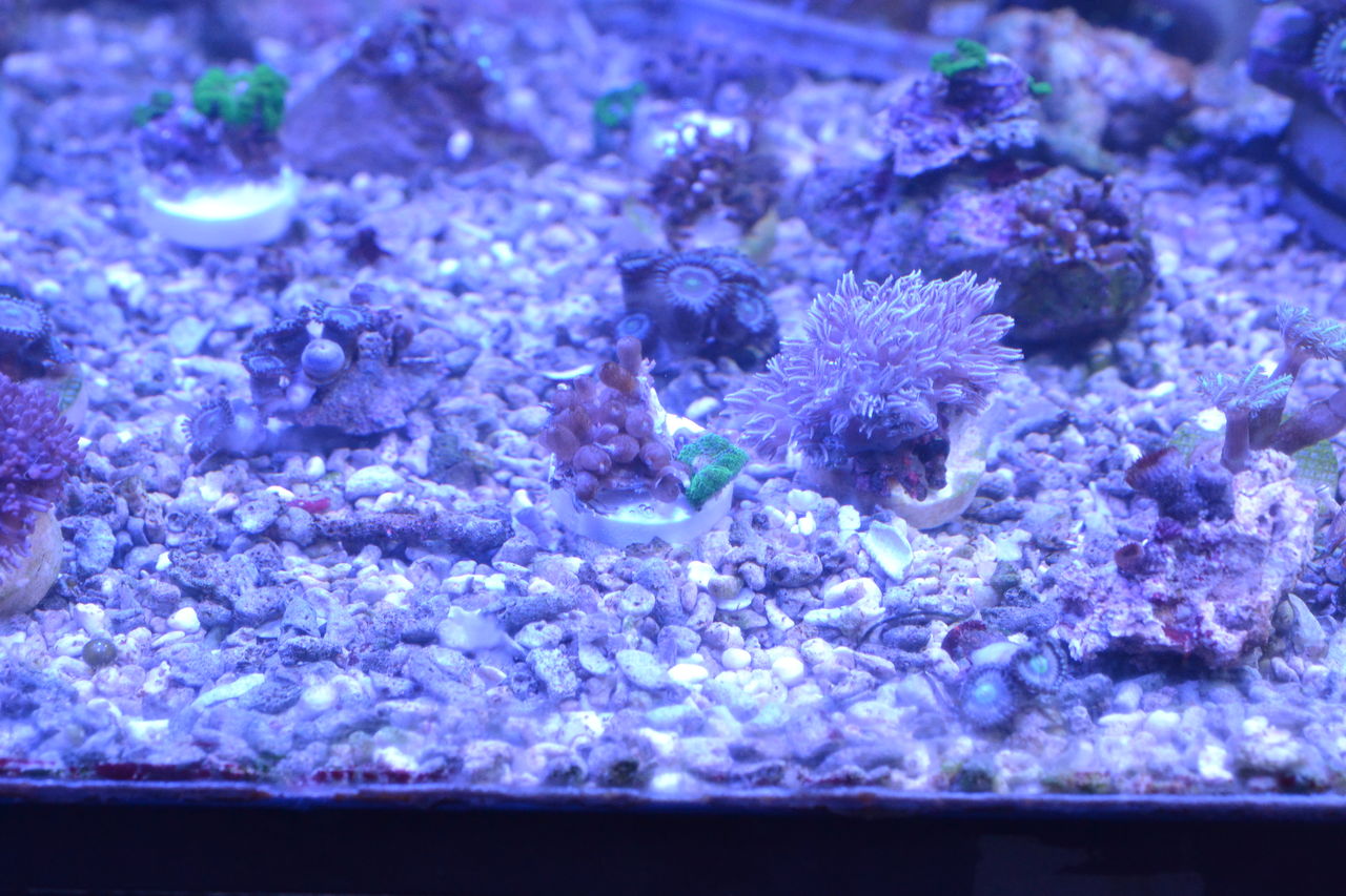 海水魚 水槽 珊瑚 サンゴ フラグ プラグ コーラル フラッグ 500個＋α