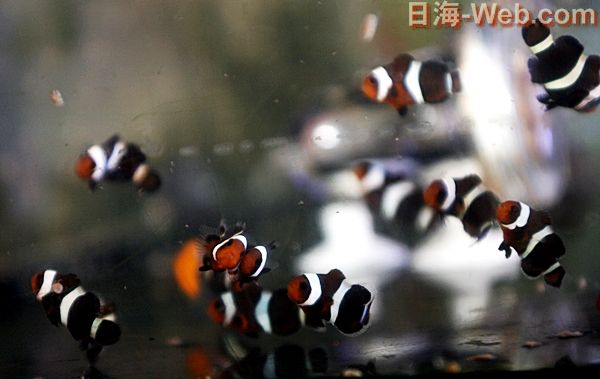 始発にのって 高校生がやってきた 海水魚のご紹介 海水魚のパイオニア 日海センター 日海フィッシュコム