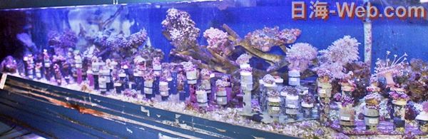 沢山のフラグサンゴから お勧めサンゴをUP | サンゴ紹介 | 海水魚の