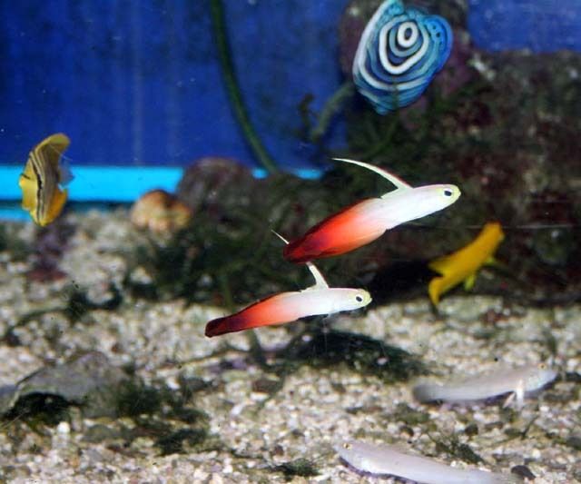 ベントスゴビーがうまく飼育できない ハゼって難しいの 底砂のお手入れ 海水魚のパイオニア 日海センター 日海フィッシュコム