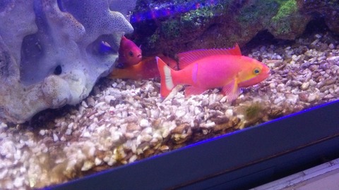 [画像:55fca0b9-s.jpg]