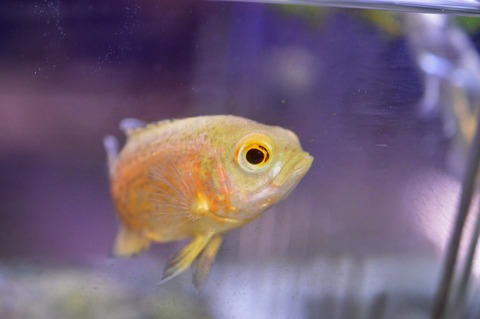 10256385_1001289606548593_7659110544190609290_n