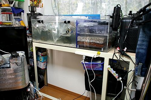 出窓に かんたん槽で最大級クラスの NK－1200W | 未分類 | 海水