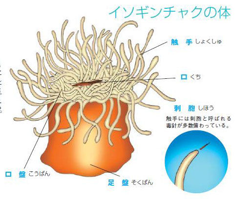 イソギンチャクってどんな生き物 くまぱぱのブログ