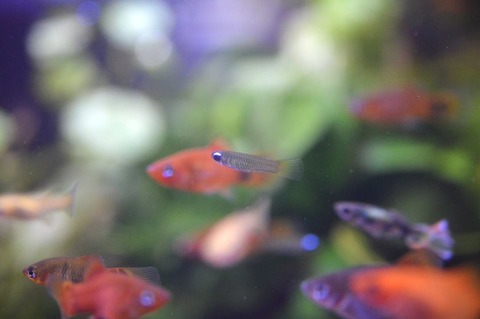 11219145_1000297023314518_7552001414125566758_n