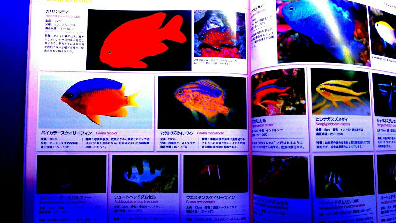マリンアクアリスト83海水魚図鑑新発売 | 書籍のご紹介 | 海水