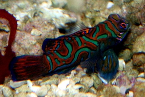 12140906_548cd495756a6[1]