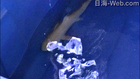 capture-20180117-083347