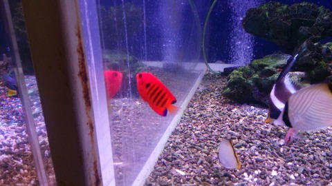 [画像:7e5a9761-s.jpg]