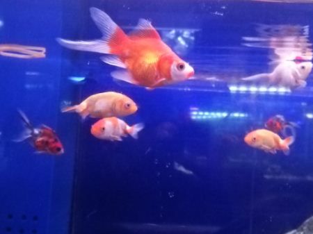キャプチャ2