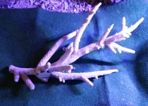 キャプチャ3