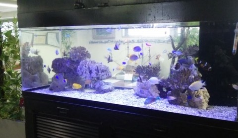 サンゴレイアウト 飾りサンゴを使用した水槽のレイアウトだよ。 | 水槽紹介 | 海水