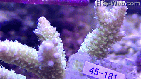 03271530_5ab9e505915d4