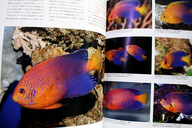マリンアクアリスト78発売開始 | 書籍のご紹介 | 海水魚のパイオニア